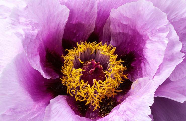 Peonia viola malattie 