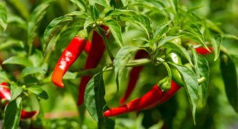 Peperoni, coltivali in vaso o nell’orto: quale scegliere