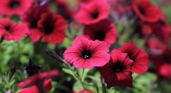 Hai potato la tua petunia? Non buttare le foglie!