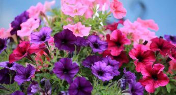 Petunia nell’orto, aiuta a proteggere le tue piante: come procedere