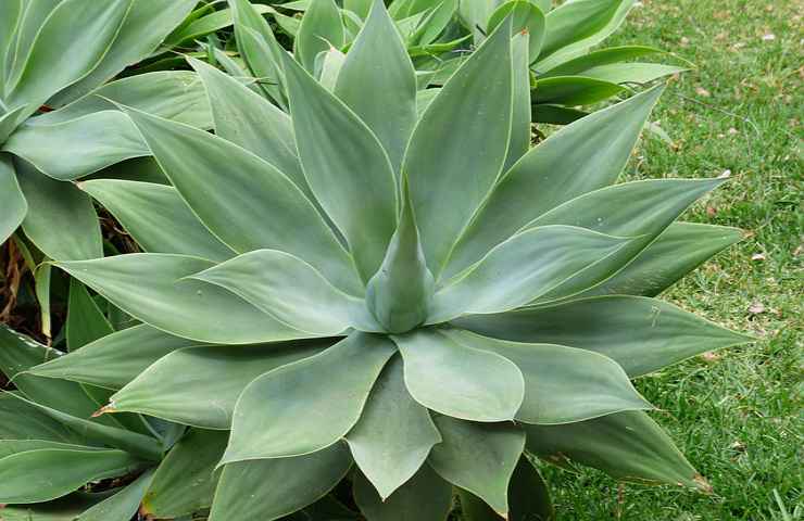 come far crescere agave