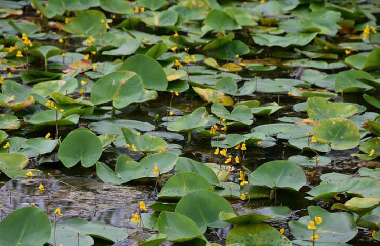 pianta carnivora acquatica