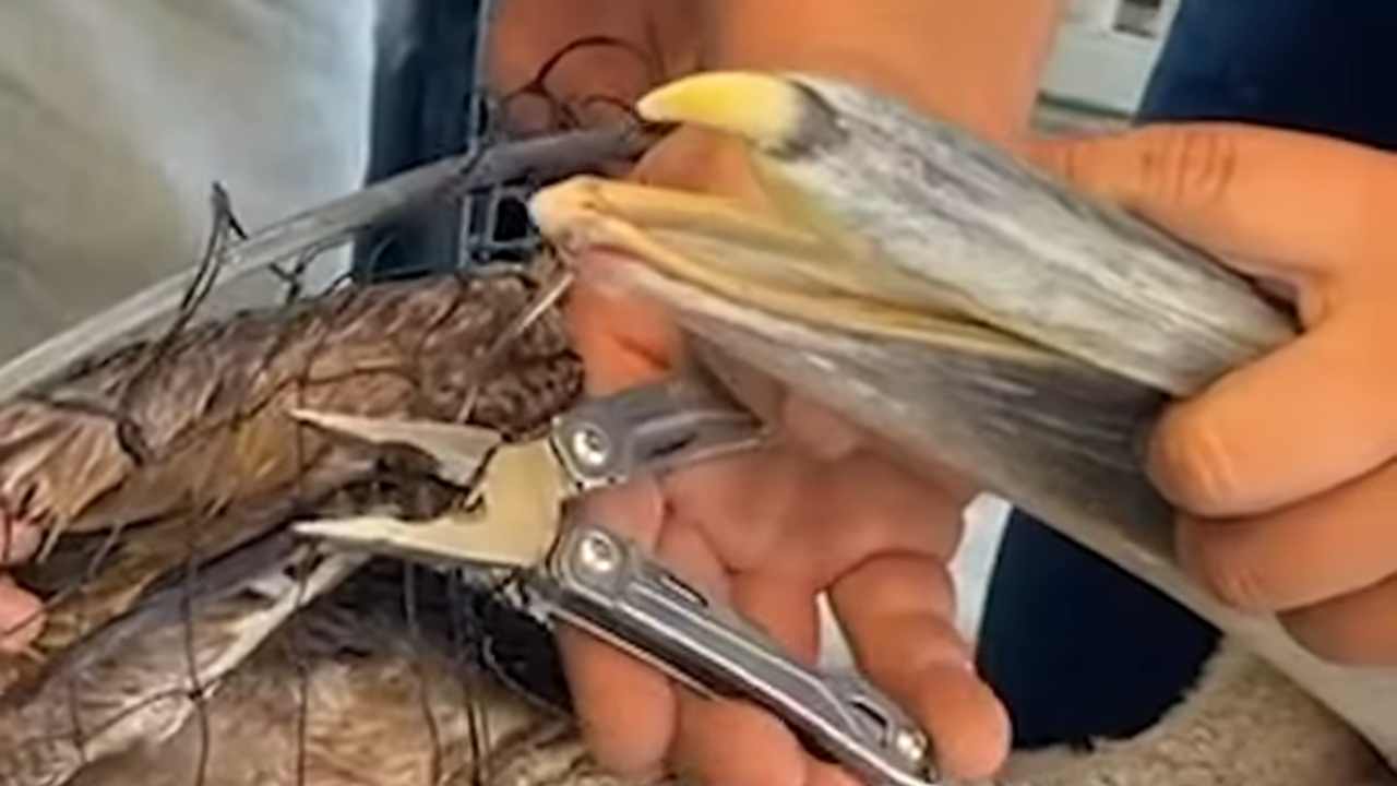 uccello incastrato in una rete da pesca