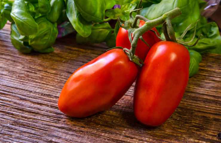 come coltivare pomodori