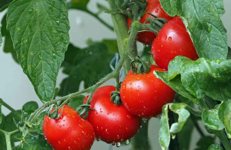 come cacciare gli afidi dai pomodori