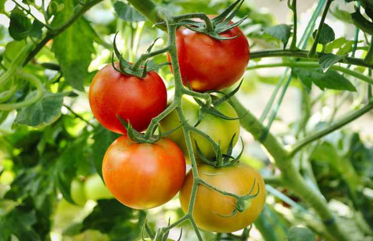 curare pianta di pomodori