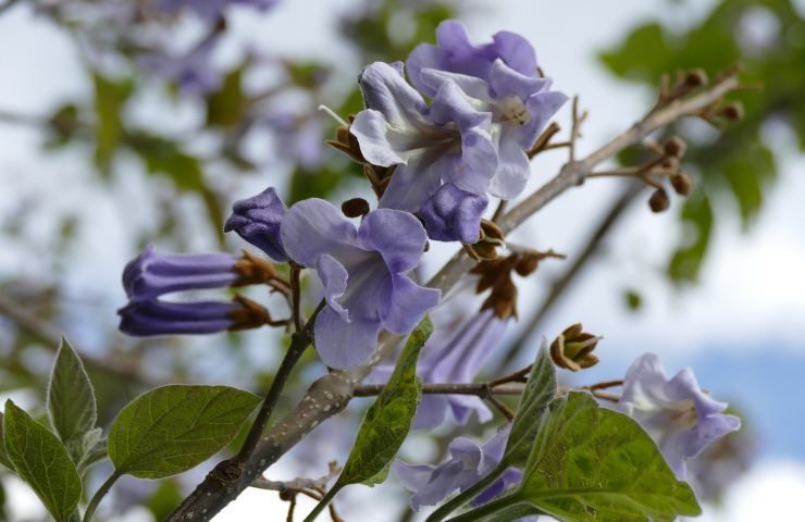 Paulonia fiori lilla 