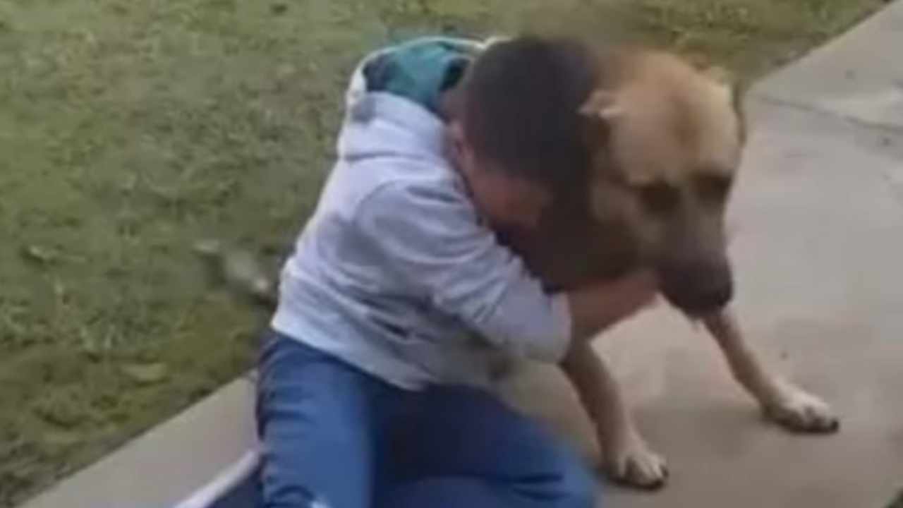 storia ragazzino e cane che si ritrovano dopo mesi