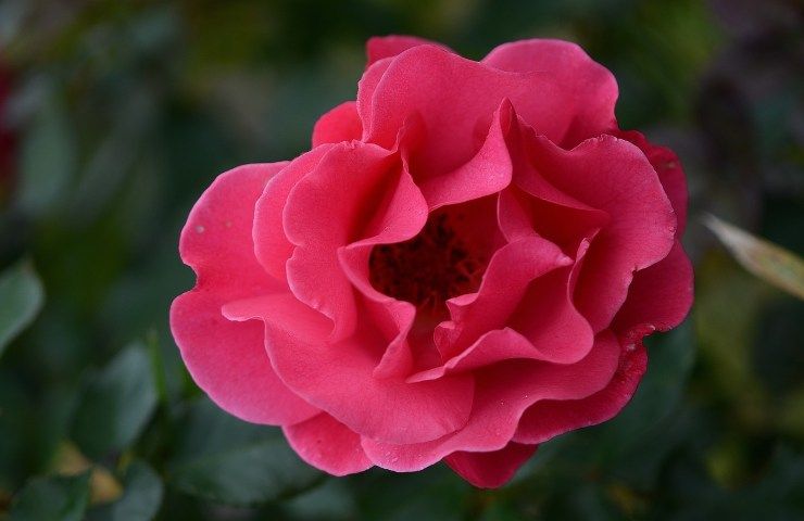 rosa rossa parassiti