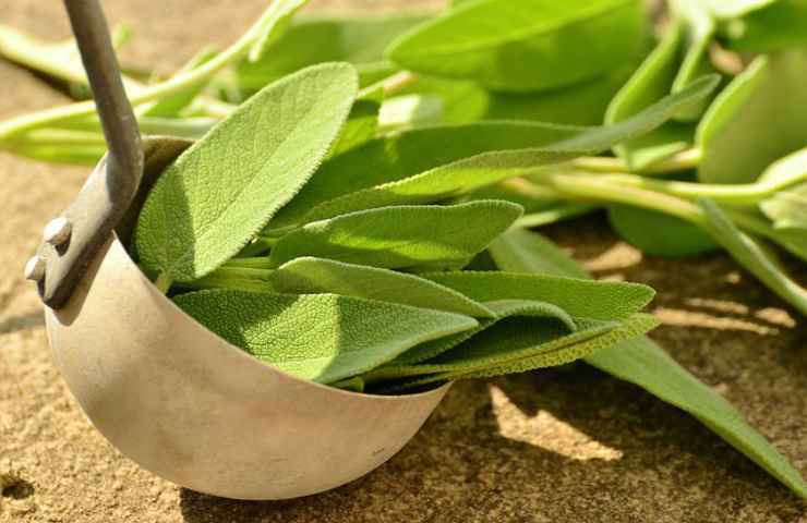 quali foglie salvia scegliere