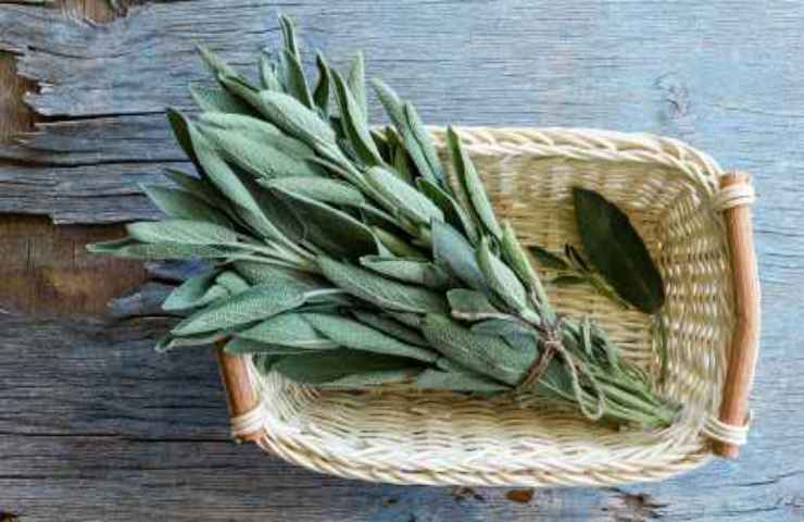 raccogliere foglie salvia