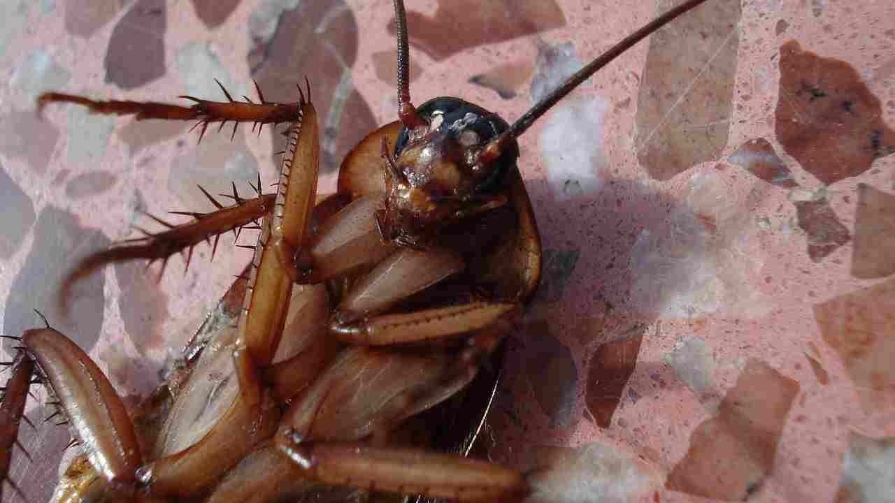 Blatte casa no schiacciare 