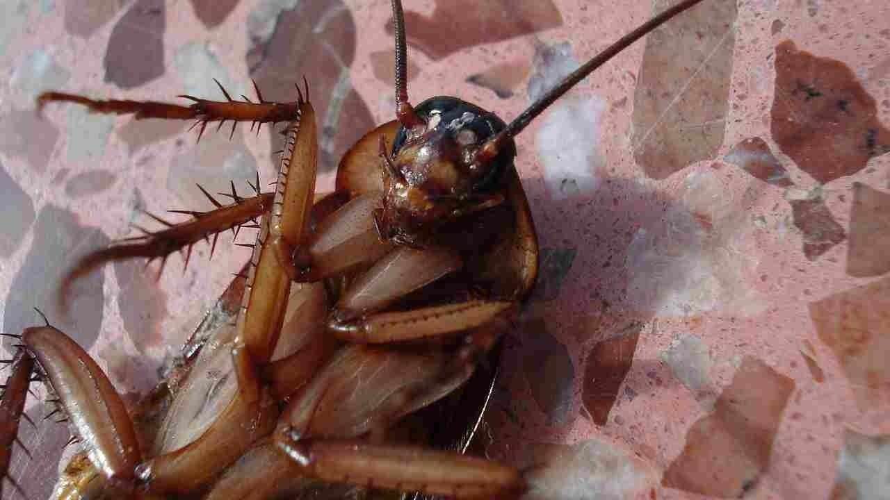 metodo naturale contro scarafaggi 