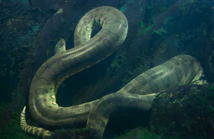 programma tv con un uomo mangiato da un serpente