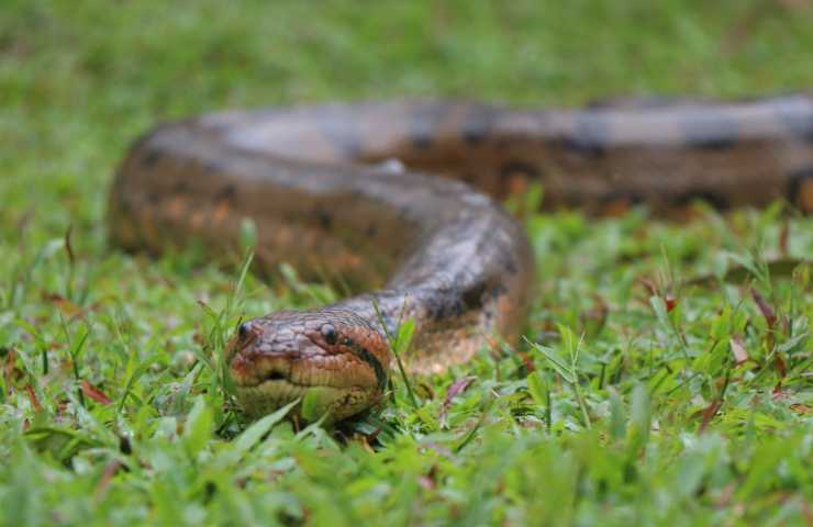 serpenti costrittori come si nutrono