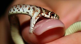 Trovano il loro serpente disteso affianco al corpo della figlia: il racconto agghiacciante