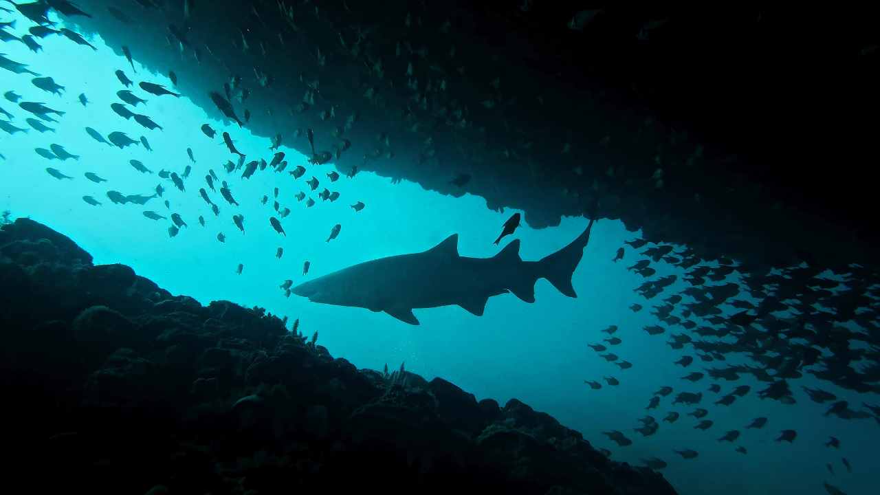 Squali in Italia: dove e (dato che non si è abituati) come comportarsi