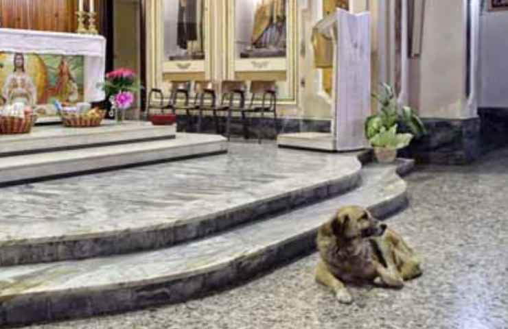 il cane che va tutti i giorni in chiesa