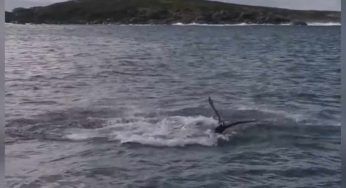 Accade davanti i loro occhi increduli: spunta fuori dall’acqua e lo divora – VIDEO
