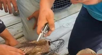 Non riesce a liberarsi: terribile il modo nel quale è intrappolato – VIDEO