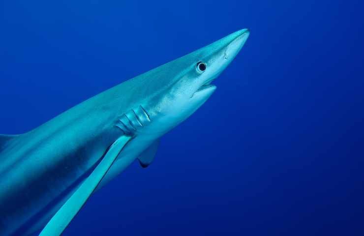squalo azzurro che animale è