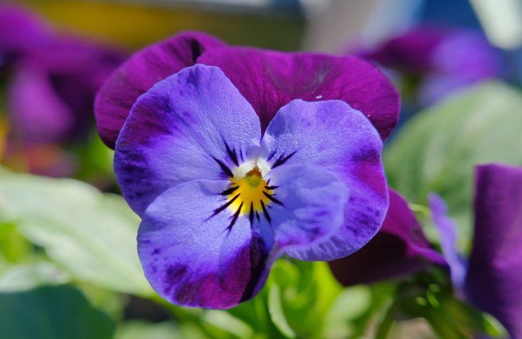 giugno fiori viola 