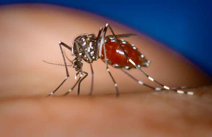 zanzare che trasmettono malattie