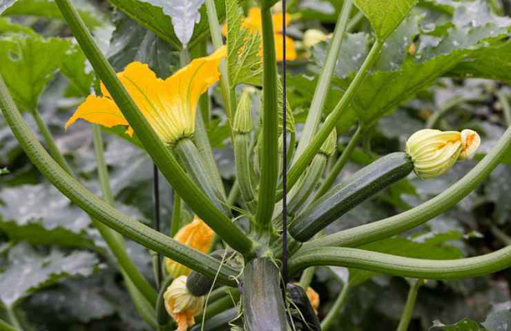 come far crescere pianta zucchine
