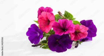 Petunia, aiuta la pianta durante la fioritura