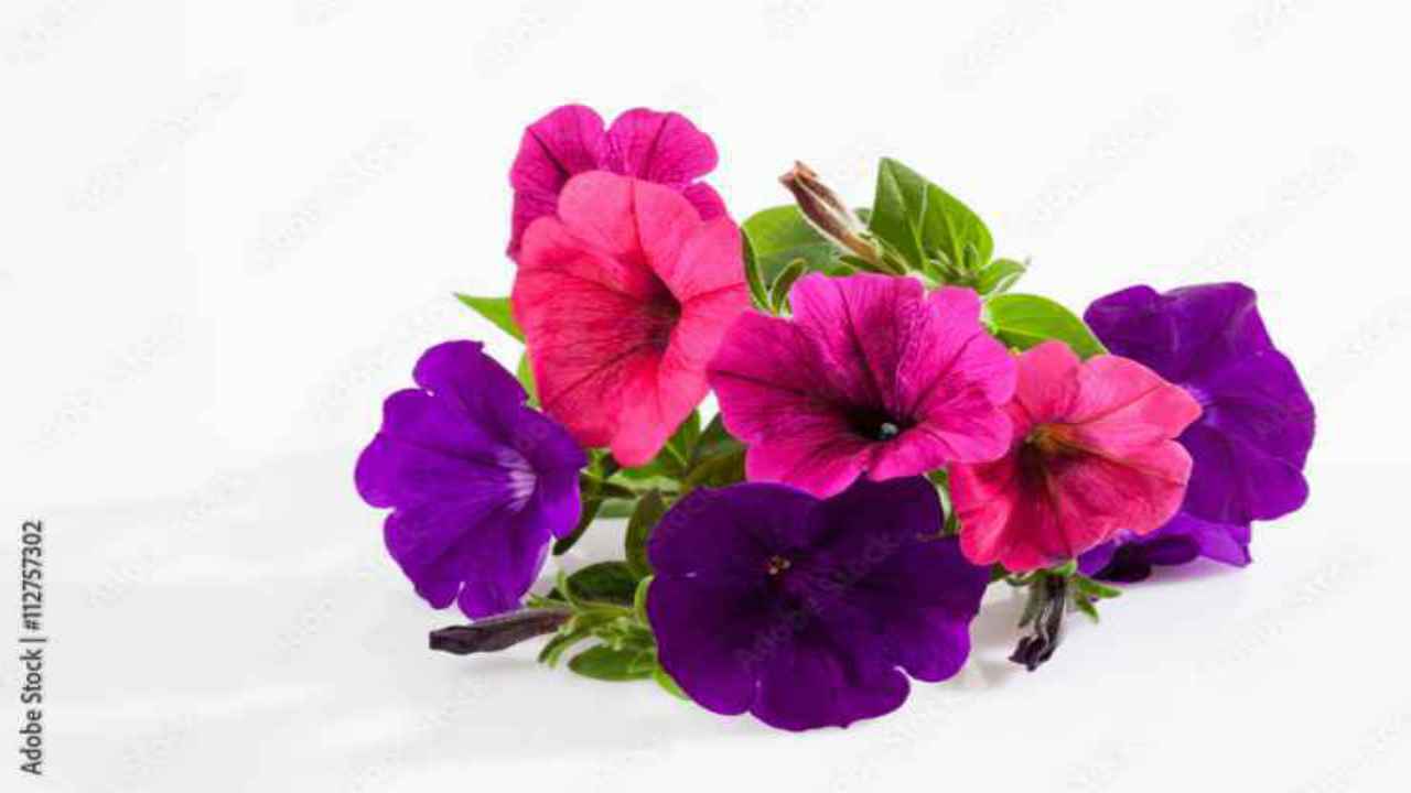 favorire fioritura petunia