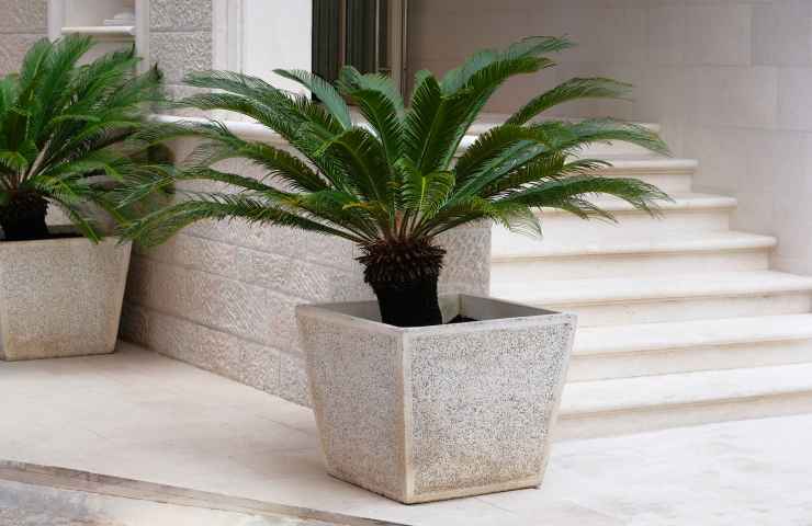 coltivare pianta cycas