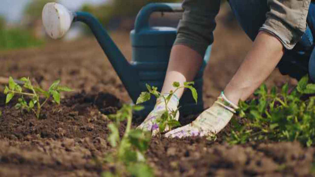 coltivare orto fai da te