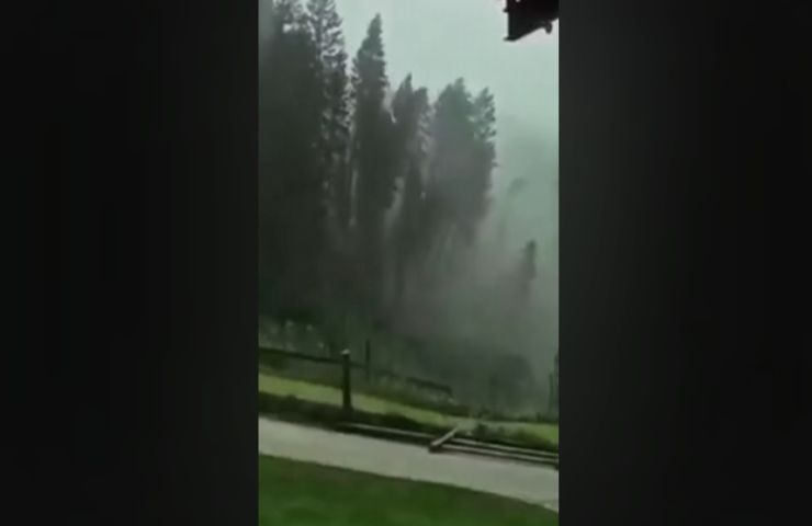 Tromba d'aria nel Cadore abbatte gli alberi