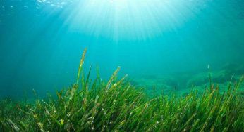Sono le alghe la soluzione? Come aiutano con i cambiamenti climatici e la fame nel mondo
