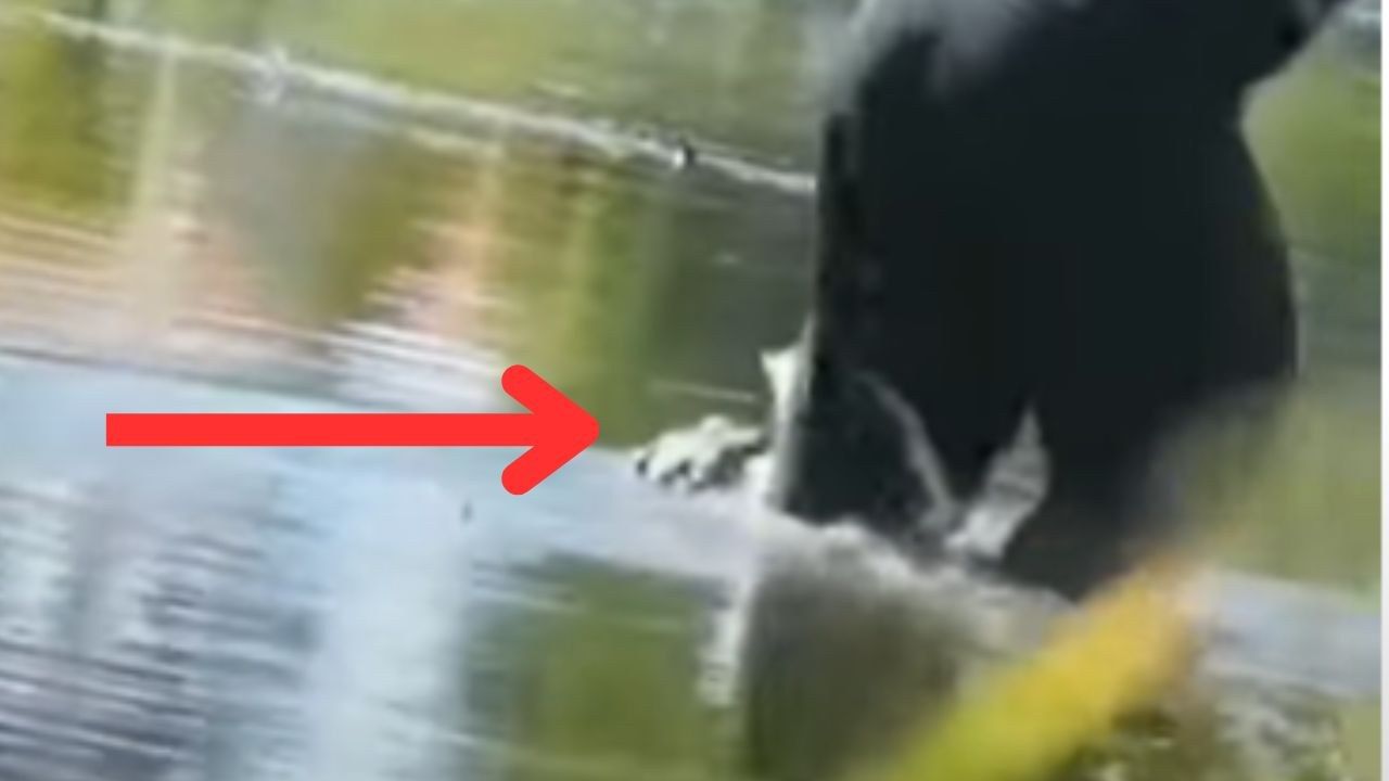 The crocodile attacks him from behind, a nasty surprise for a fisherman
