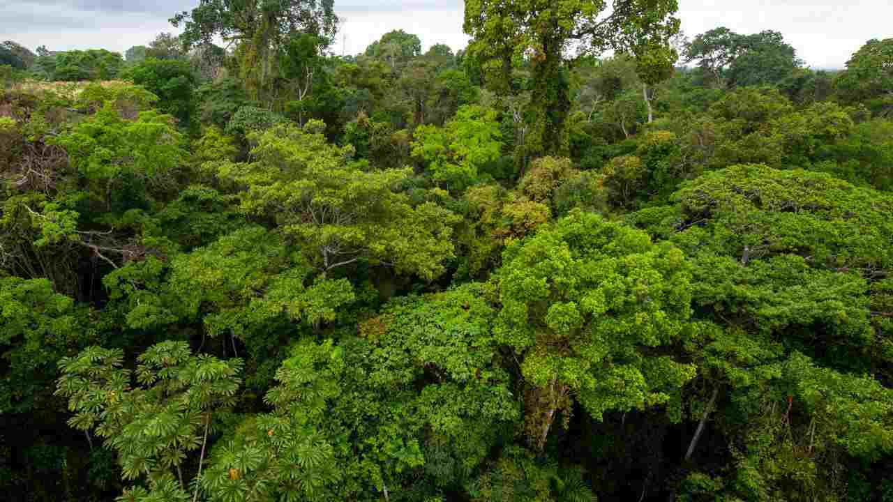 Foresta amazzonica dati Lula