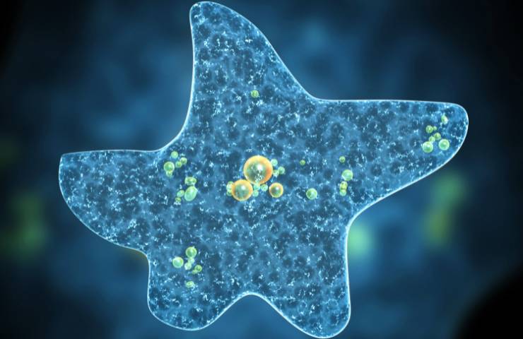 Come uccide l'ameba mangia cervello