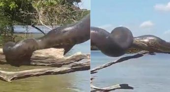 È gigante ed è tranquillamente distesa a prendere il sole. Il VIDEO è inquietante