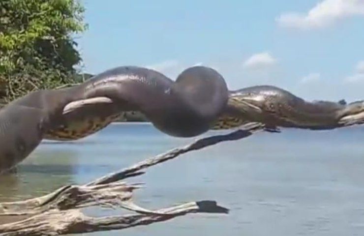 anaconda quanto è lunga