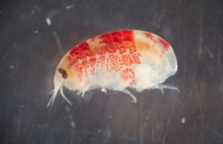 Invasione di pulci di mare sulla spiaggia di Cerveteri