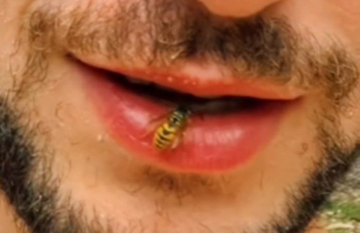 Entra un'ape in bocca e lui reagisce così