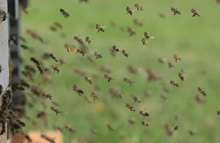 Nido api intervengono esperti