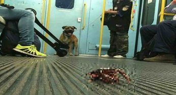 Milano, è all’interno del vagone della metro: sbalorditi (e forse inorriditi) i presenti