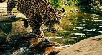 Bambina di 6 anni attaccata dal leopardo: la portano in ospedale, ma l’epilogo è da lacrime