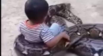 Il bambino gioca con il pitone, all’improvviso si stringe intorno al collo: l’epilogo mette i brividi