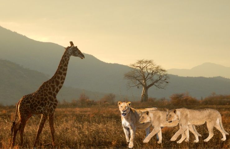 attacco giraffa 
