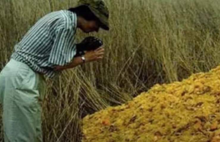 Foresta impestata da delle bucce d'arancia