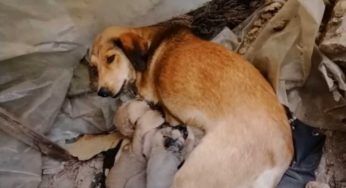 Protegge senza paura i suoi cuccioli dall’attacco del lupo: cosa è accaduto