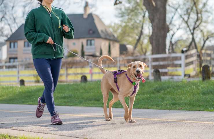 Per le passeggiate in estate con il cane meglio fare così