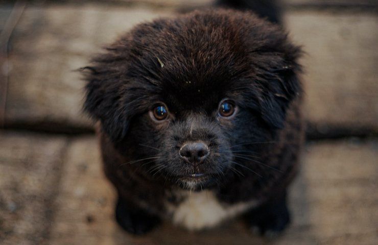 Pensavano fosse un cane